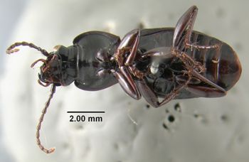 Media type: image;   Entomology 304829 Aspect: habitus ventral view